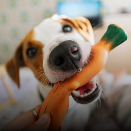 Pet Food & SuppliesDog playing