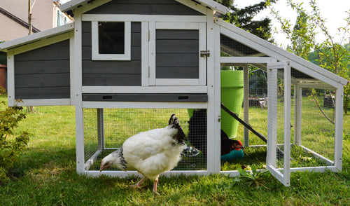 Essential Chicken Care Tips for a Healthy Summer