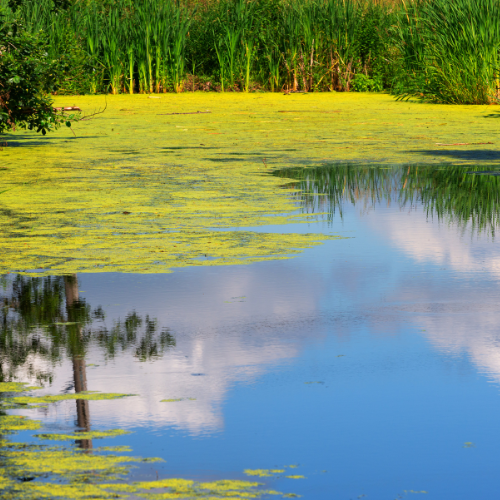 Pond