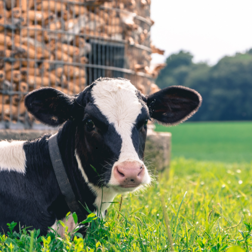 Beef & Dairy Feed