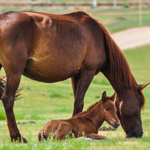 Horse Feed