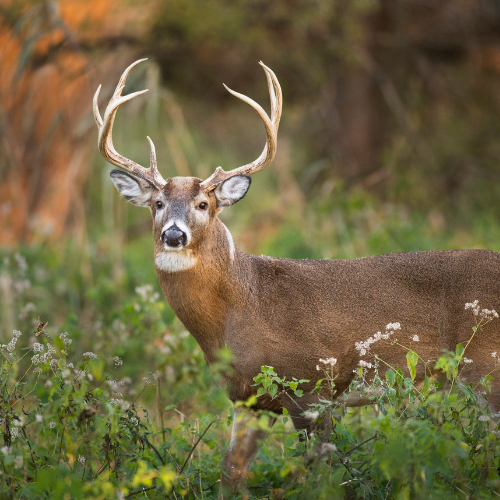 Deer Feed & Supplies