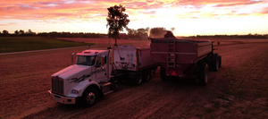 A tractor cutting up crops and putting them into the back of a large truck at sunset.