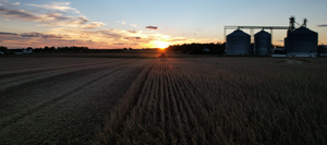 A large crop field with silos in the distance at sunset.